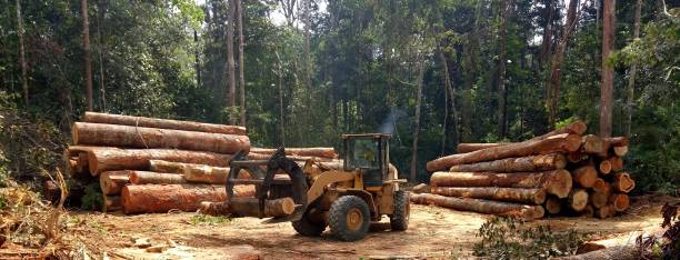 Mulching Services in East Highland Park, VA
